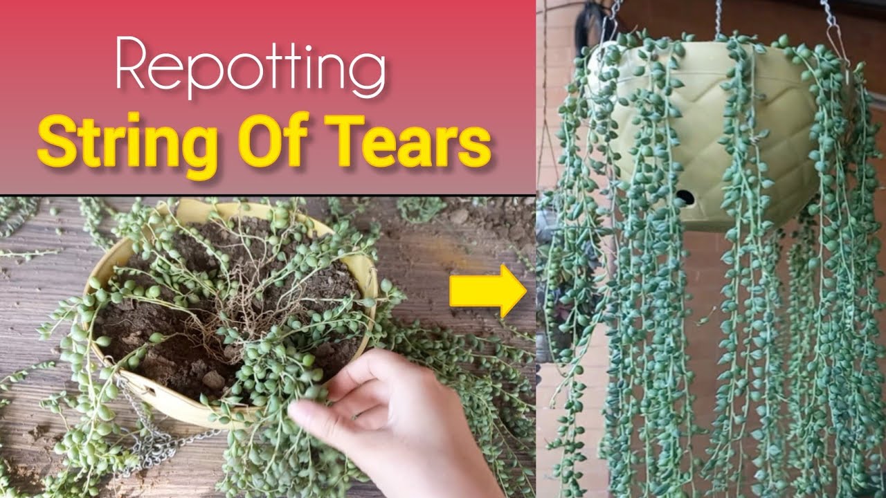 How To Repot String Of Tears | String Of Tears Propagation #stringoftears #Propagation 