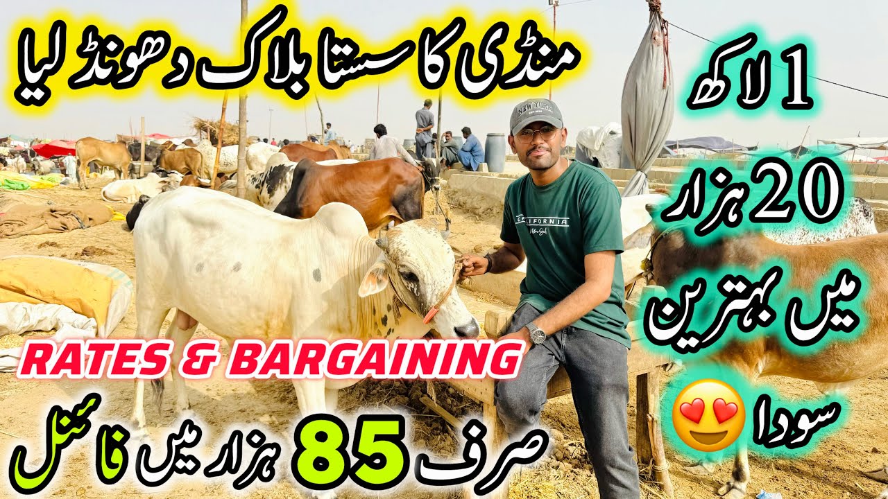 Northern Bypass Mandi Latest Rates & Bargaining | Cow Mandi 2025 | Bakra Eid Season 2025