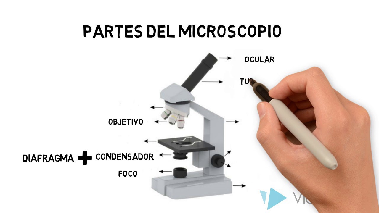 Microscopio óptico compuesto