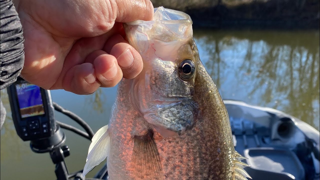 Crappie Fishing in Lake Conroe 
