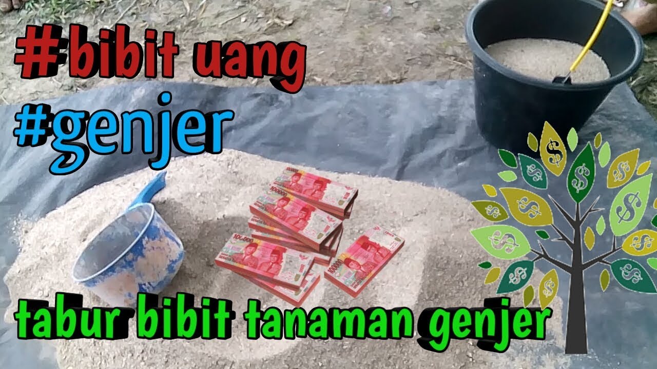 Tabur bibit tanaman genjer yang baik..... 100% sukses