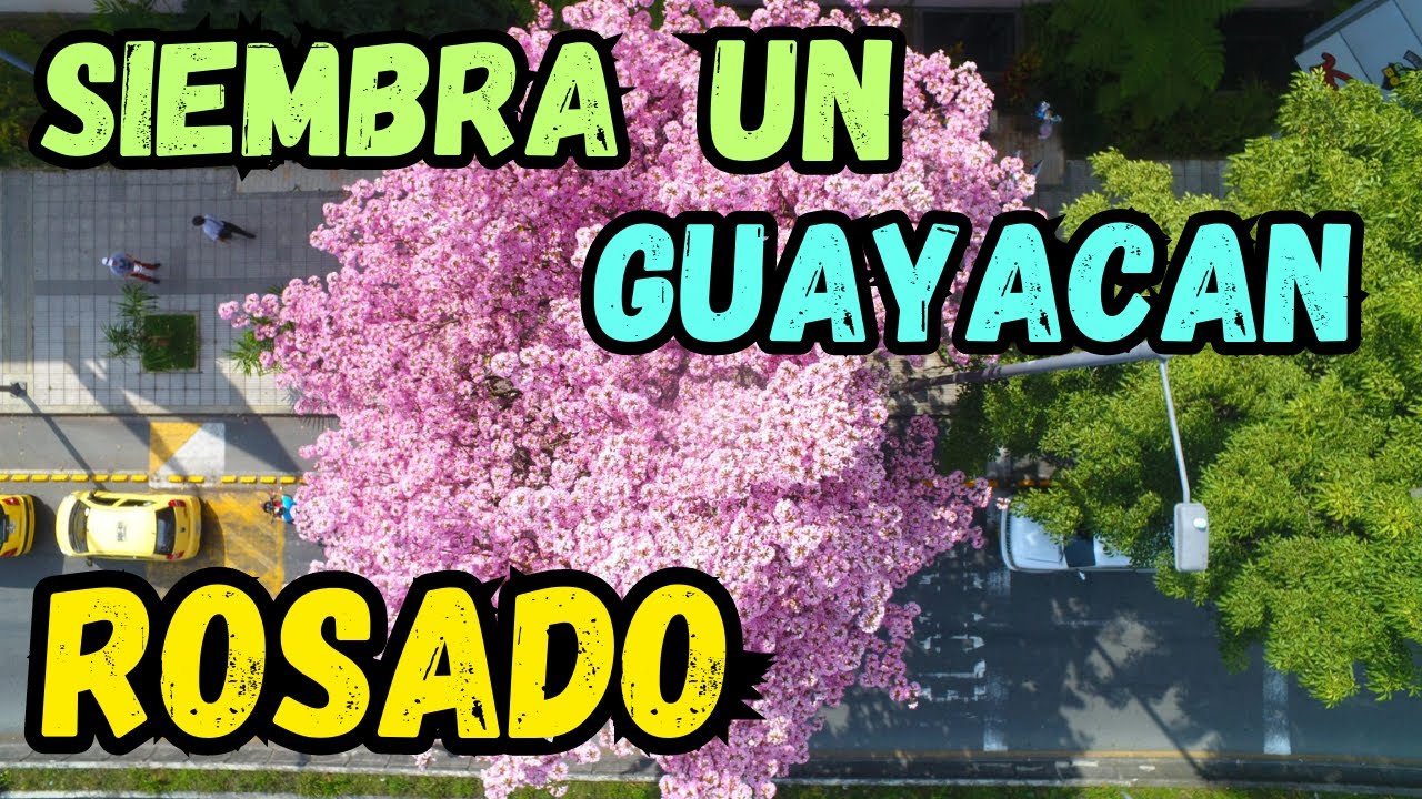 Este Arbol VALE ORO Por Sus Floraciones Completamente ROSADAS || Guayacan Rosado