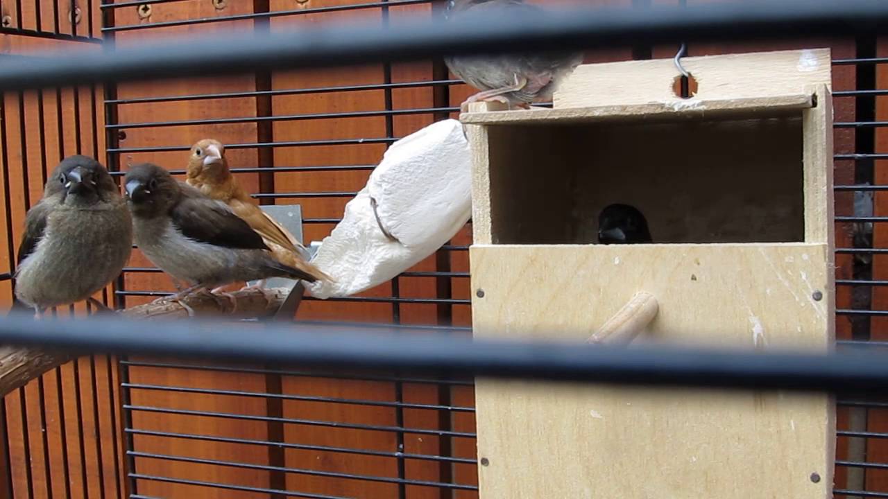 Chůvička japonská-(Lonchura domestica),Society Finch,Japanisches Mövchen