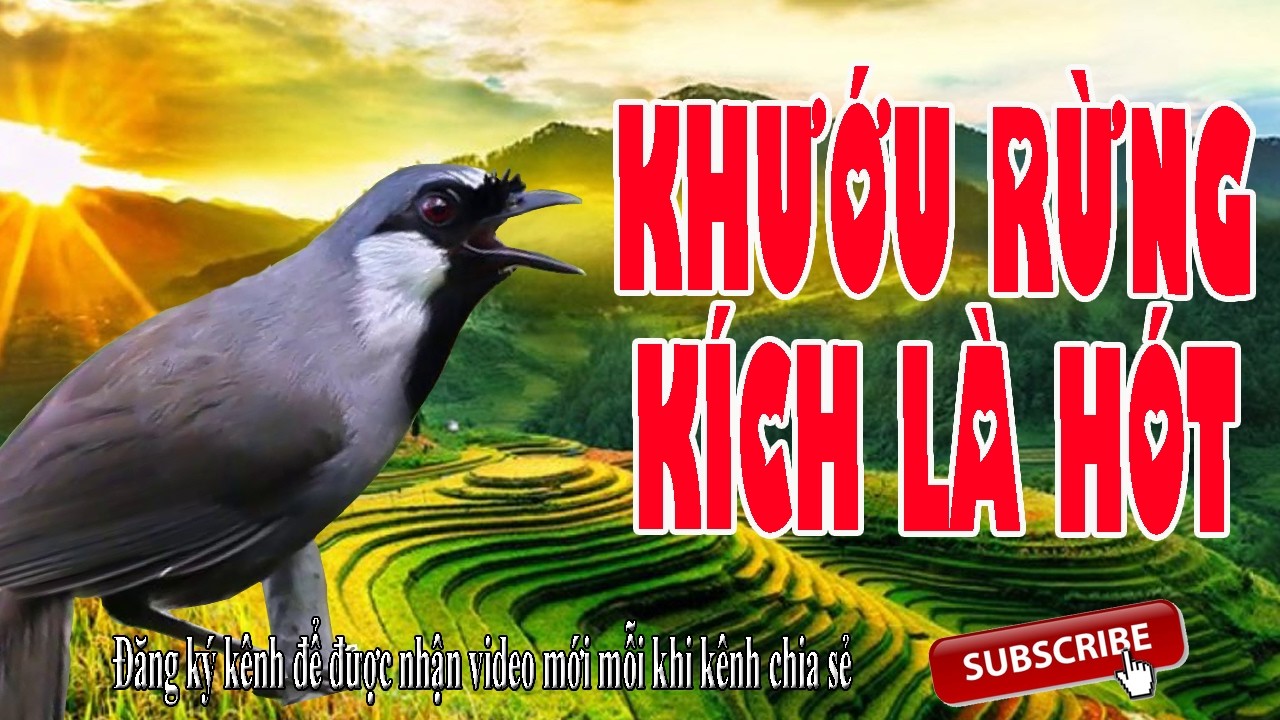 Khướu Bạc Má Hót Liên Tục 30 Phút – Giọng Bắt Cô Trói Cột Chuẩn