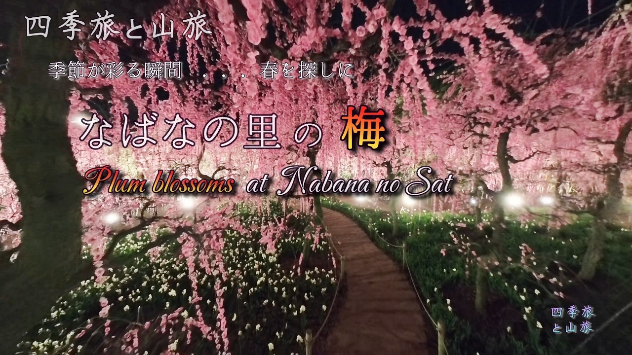 なばなの里の梅の花　2026.02.27　＃梅 #花 #なばなの里 #梅林
