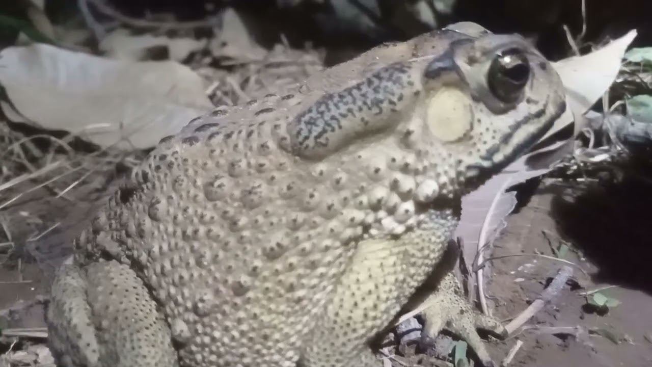 King Kong Krot