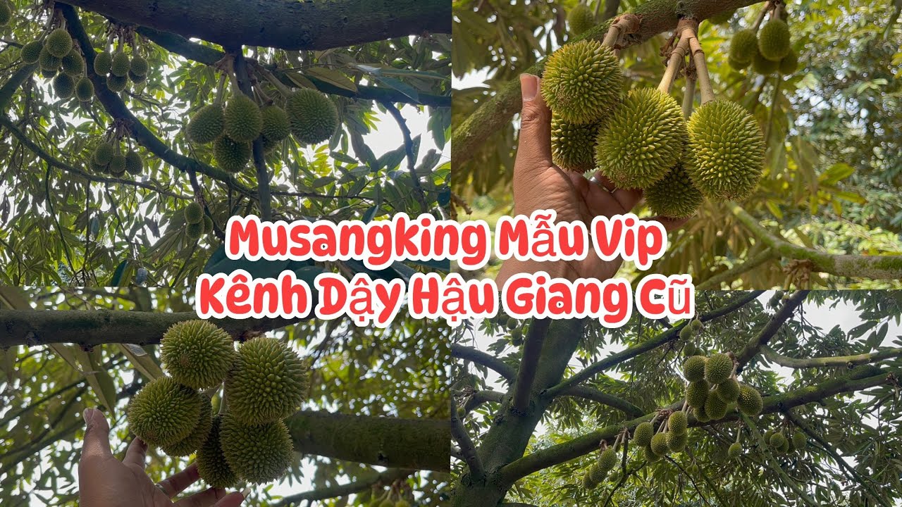 cập Nhật Vườn Musangking Hậu Giang 