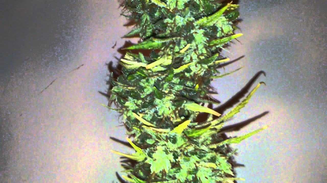 Jamba Juice Strawberry 🍓 Cough X Banana 🍌 OG curing out...