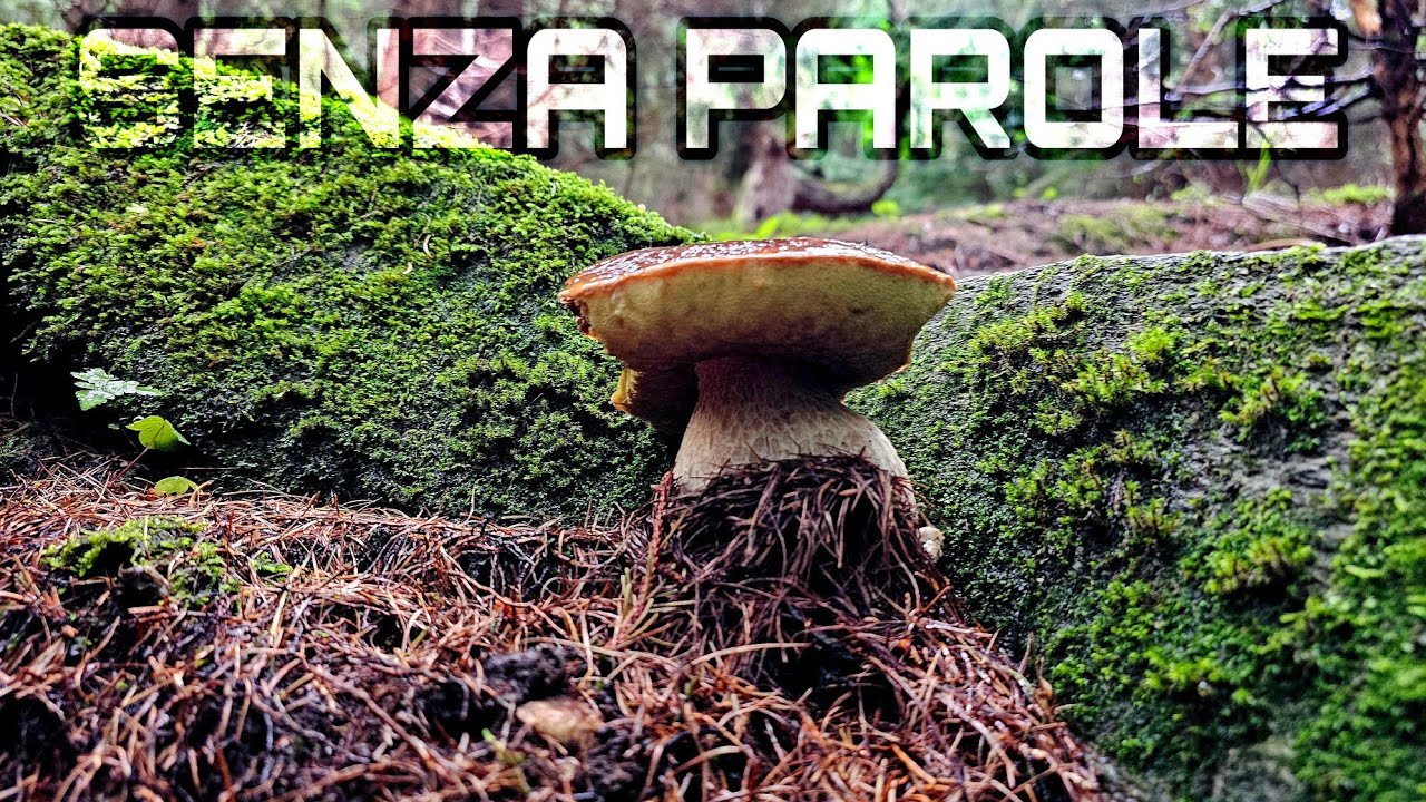 RACCOLTA FUNGHI PORCINI IN VALTELLINA 2025 - LA FUNGAIA DEI MIRACOLI!
