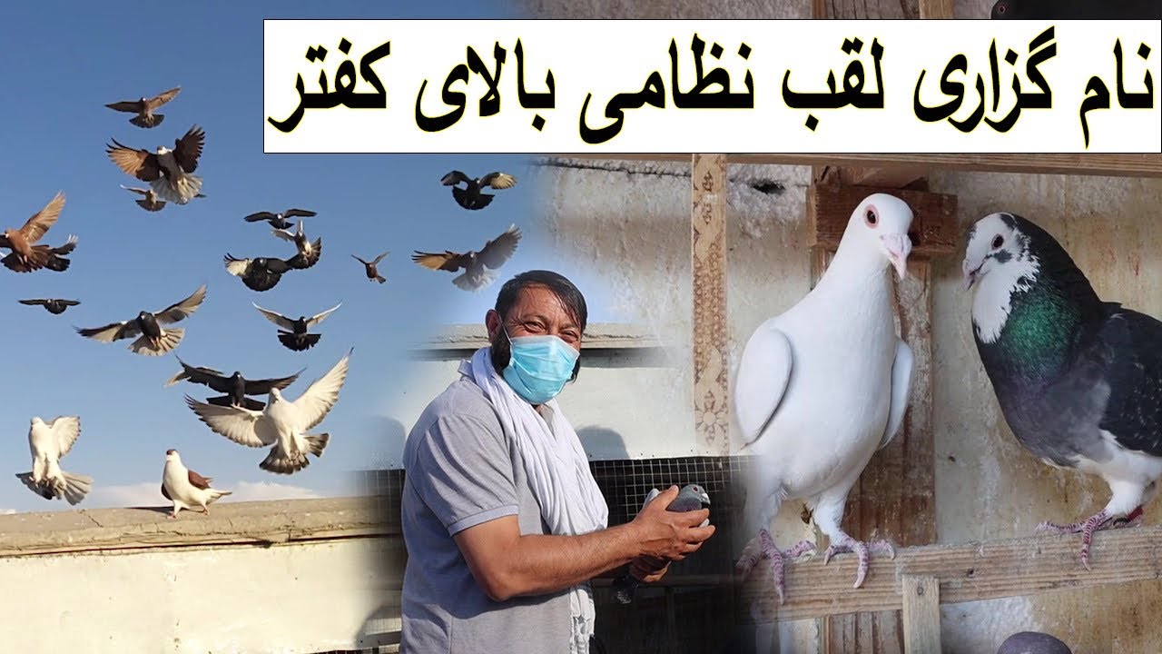 Zamir Kabuli |کفتر بازی ضمیر کابلی و نام گزاری لقب نظامی بالای کفتر