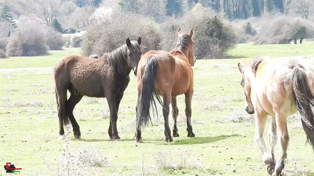 The Horse Behavior: Courtship by a Colt - Primi approcci di un giovane maschio