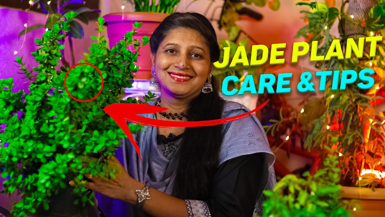 🌿💎 Jade Plant Secrets Revealed: Telugu Gardening Guide 🌱🔍 ||jade plant care ||jade plant propagation