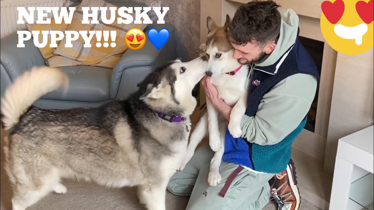 Husky Meets New Husky Puppy!! [CUTEST VIDEO EVER!]