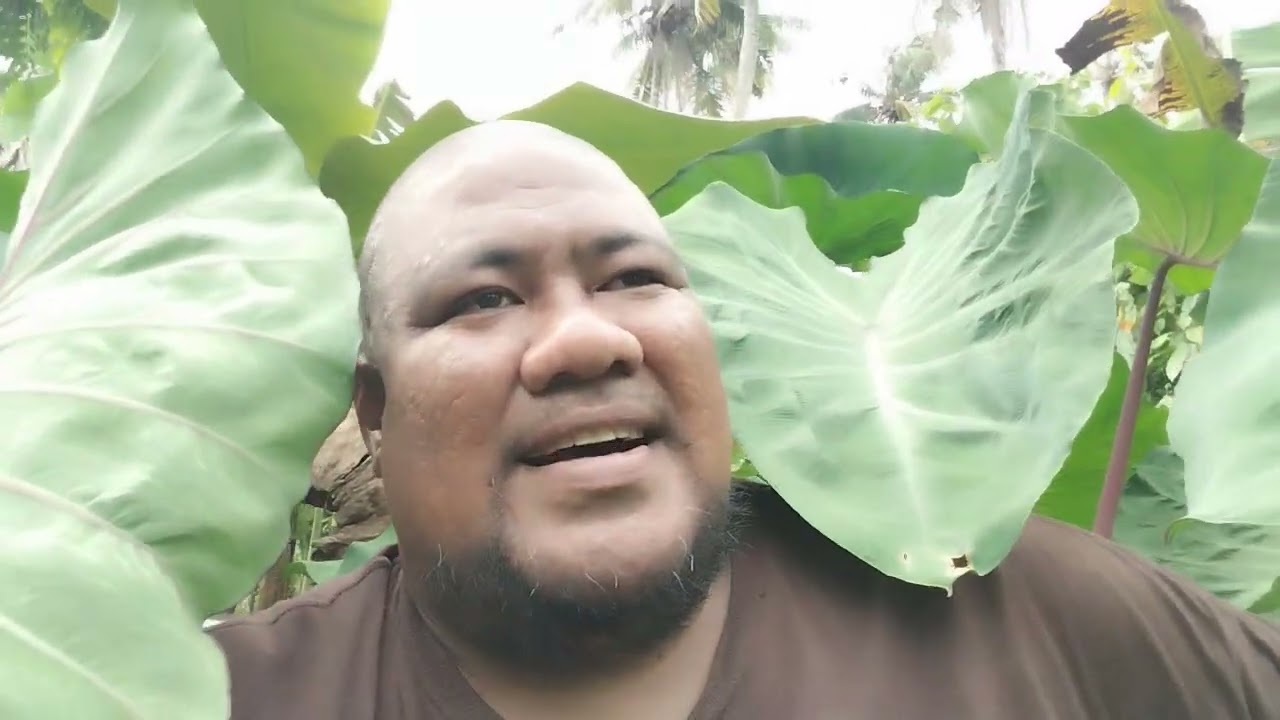 Kota male Faleo'o - Tatou Fa'asoa.