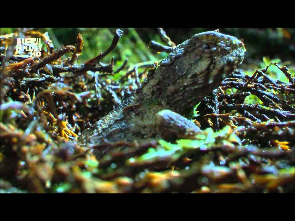 New Zealand - Parietal eye