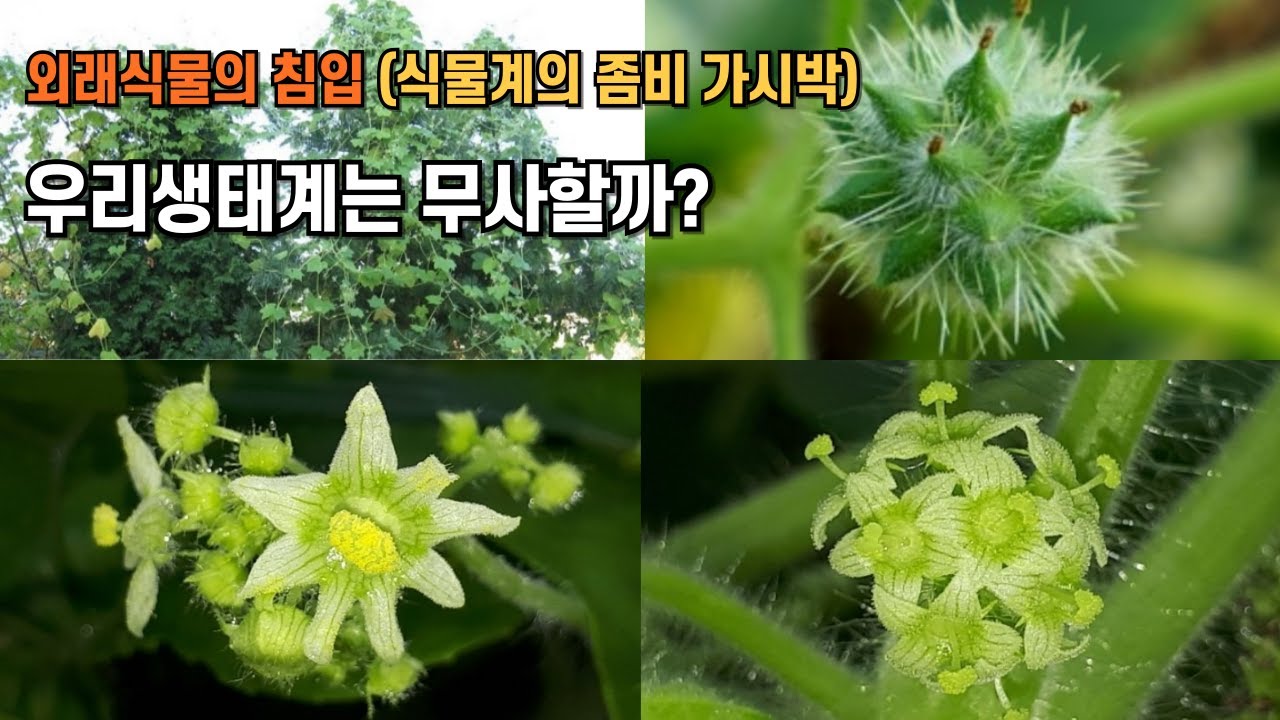 외래식물의 침입 - 우리 생태계는 무사할까