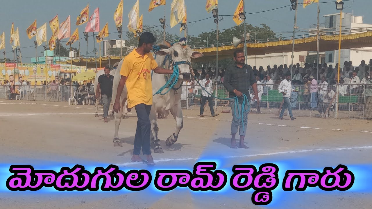 చిలకలూరిపేట. న్యూ కేటగిర19 మోదుగుల రామ్ రెడ్డి గారు పెద్దపరిమి
