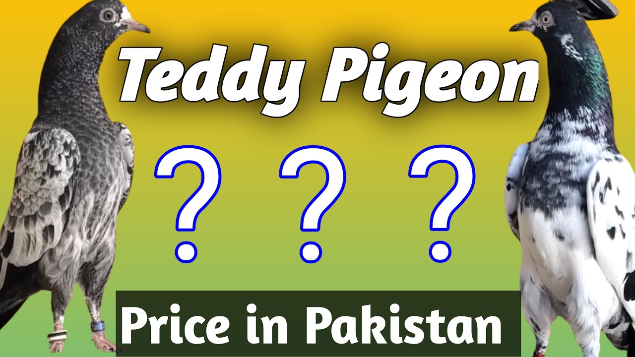 teddy pigeon price in pakistan | teddy pigeon price | Teddy kabootar kitne ka milta hai | pure teddy