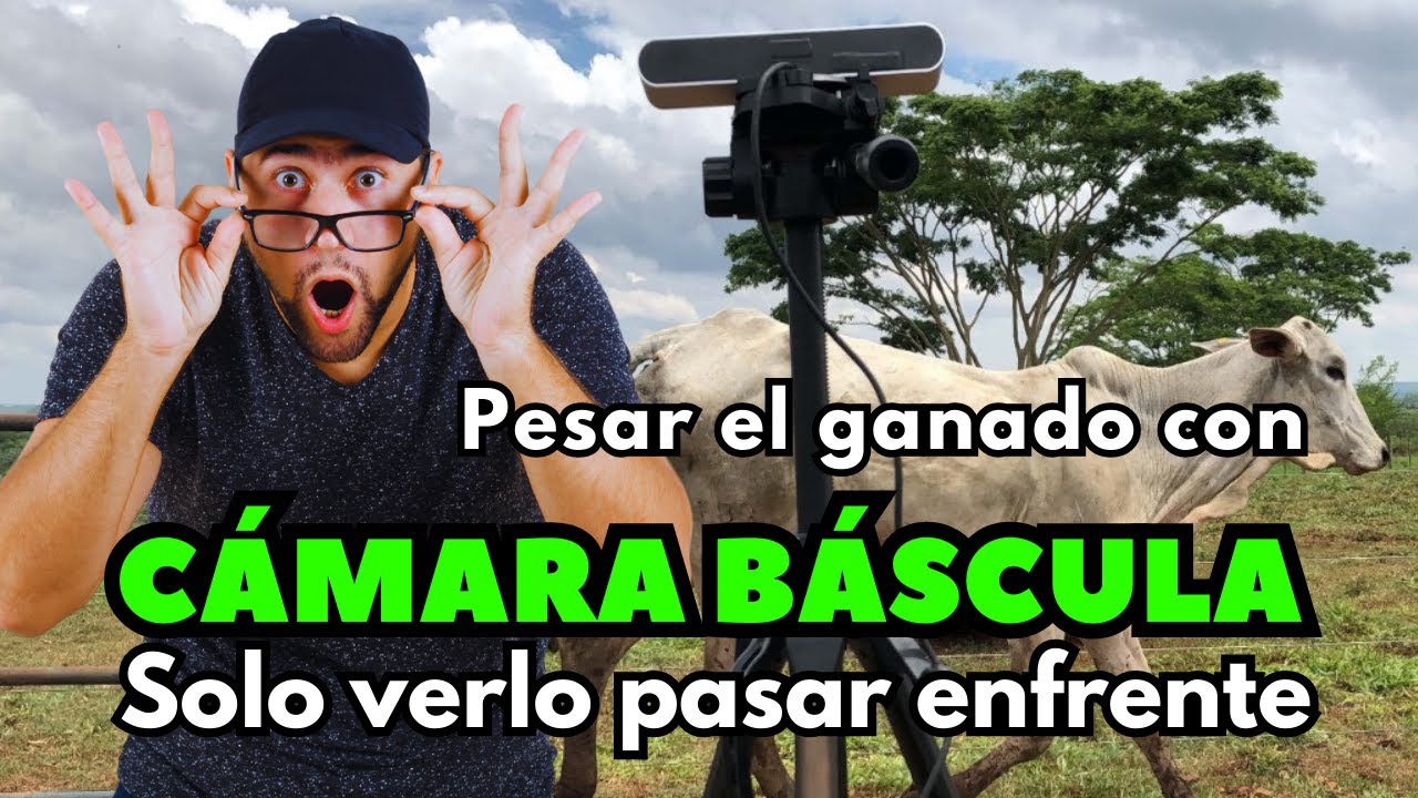 Ganadería 4.0 | Cámara báscula para el pesaje de ganado, solo con pasar en frente o debajo del lente