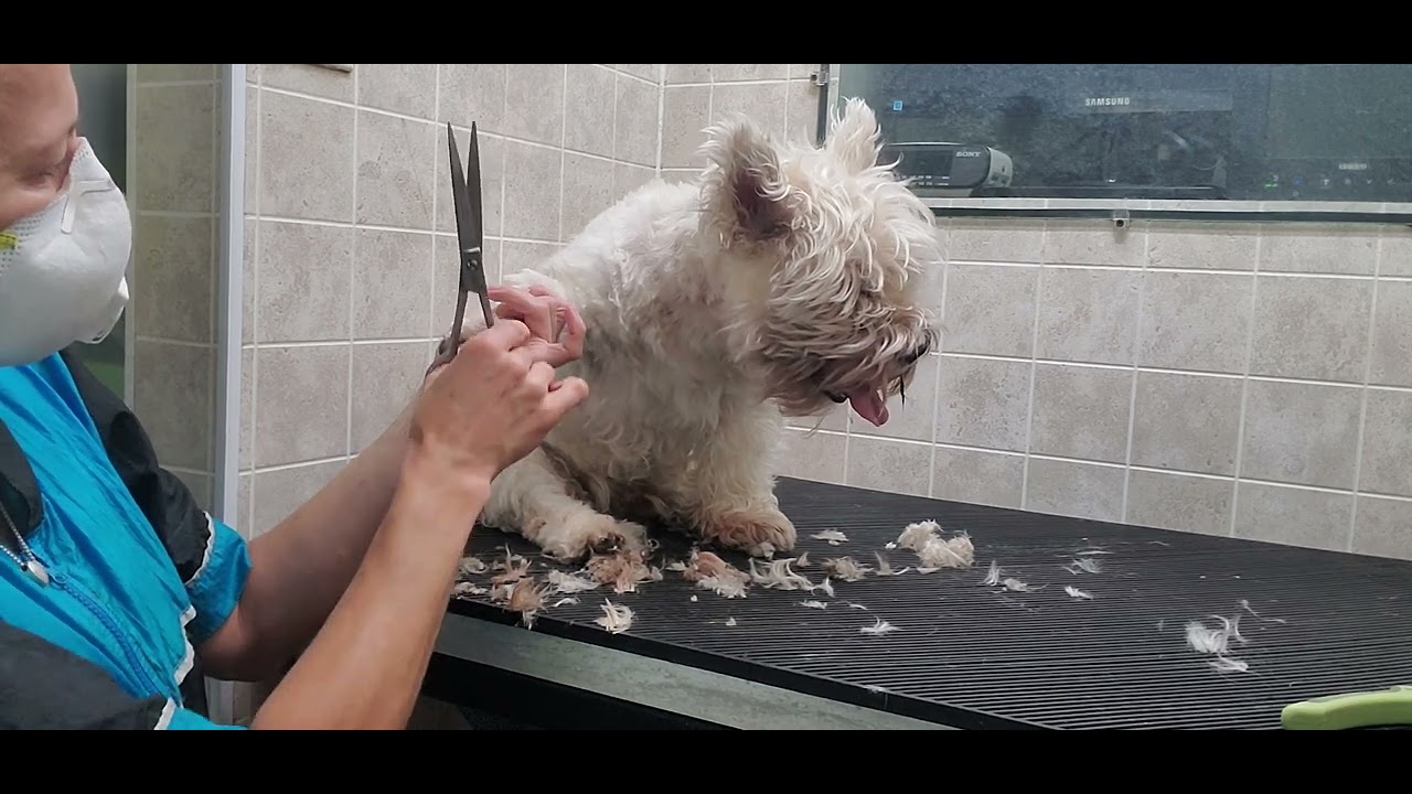 Westie(Westland Highland Terrier) full groom, senior, heavy matted face, Dog Grooming, no restraints