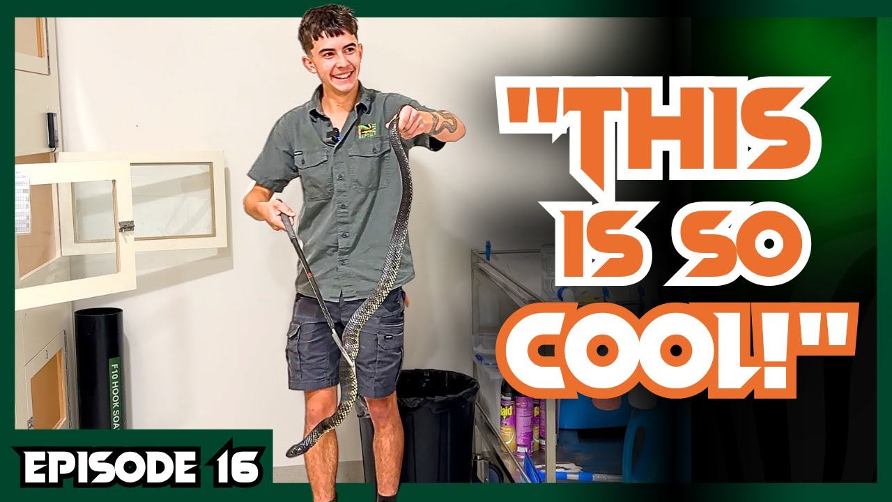 FIRST TIME Handling a Tiger Snake | Venom Diaries