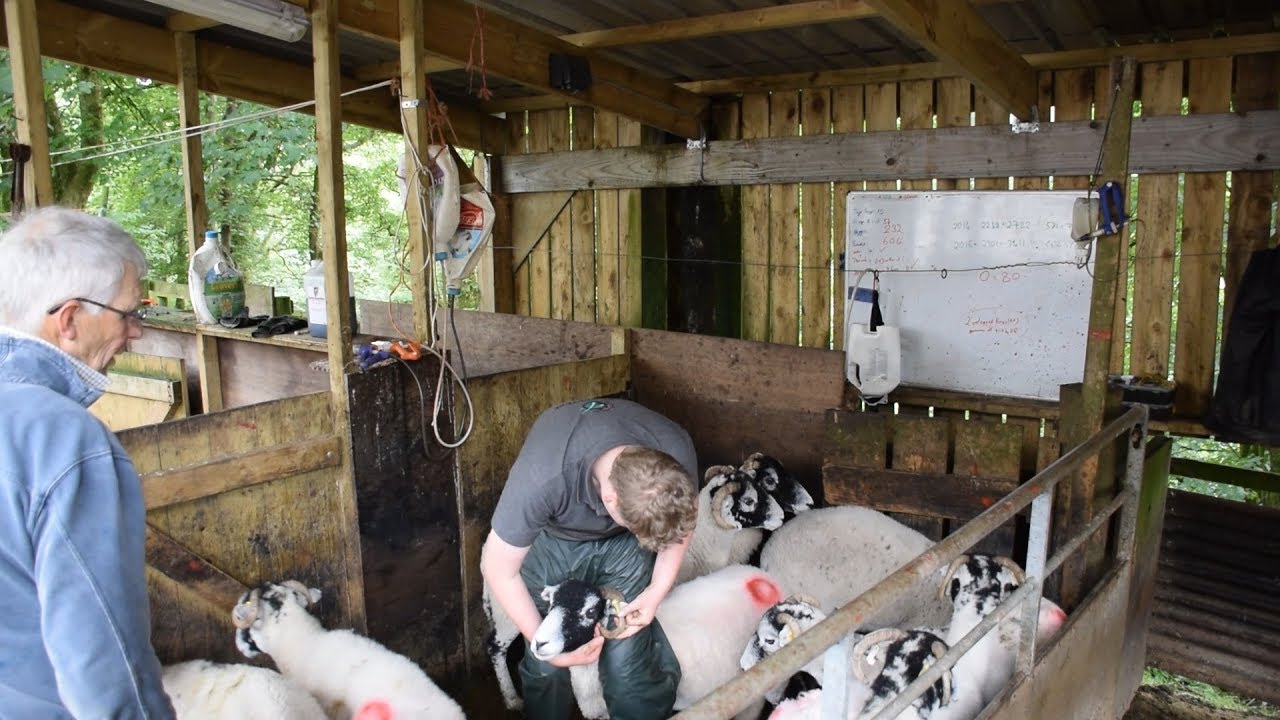 Farming life S2E4- Choosing draft ewes and injecting lambs 🐏