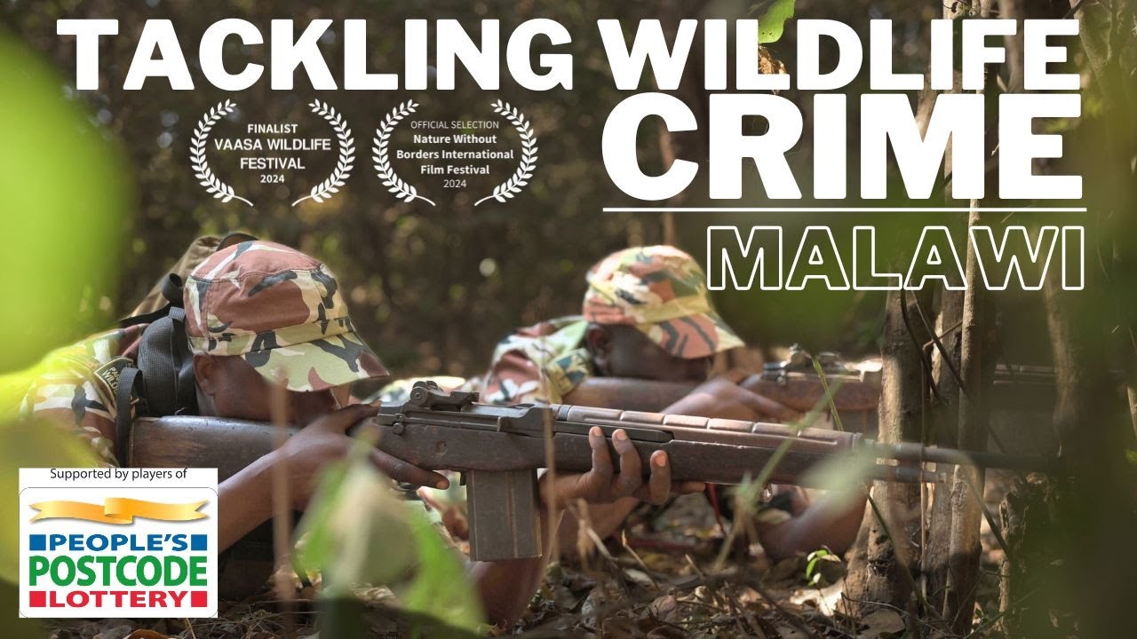 How wildlife crime is combatted in Africa