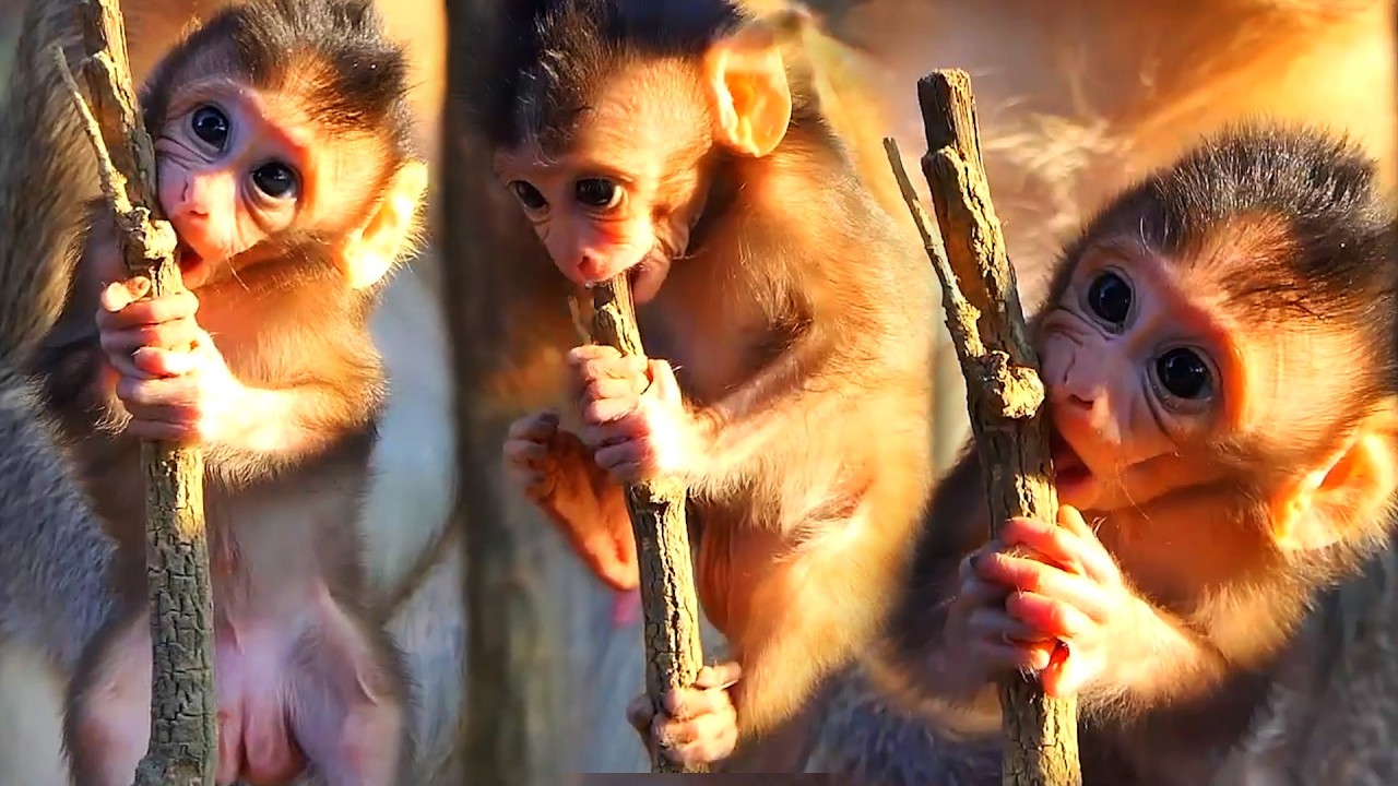 Adorable Wildlife 2026, So Lovely Moments Of Baby Monkey Moments