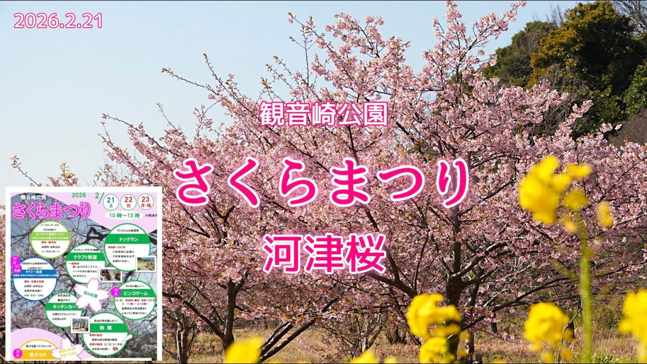 観音崎公園 さくらまつり｜2026年2月21日㈯，22日㈰，23日㈪祝に開催！