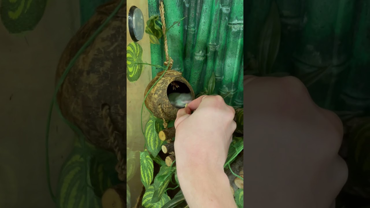 Frog Bite&rsquo;s my finger