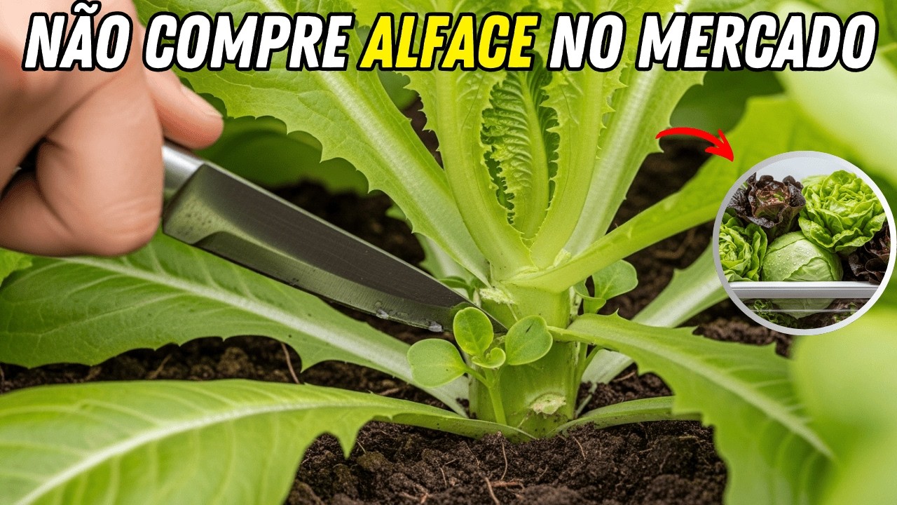 Plante Alface Dessa Forma e Nunca Mais Compre no Mercado