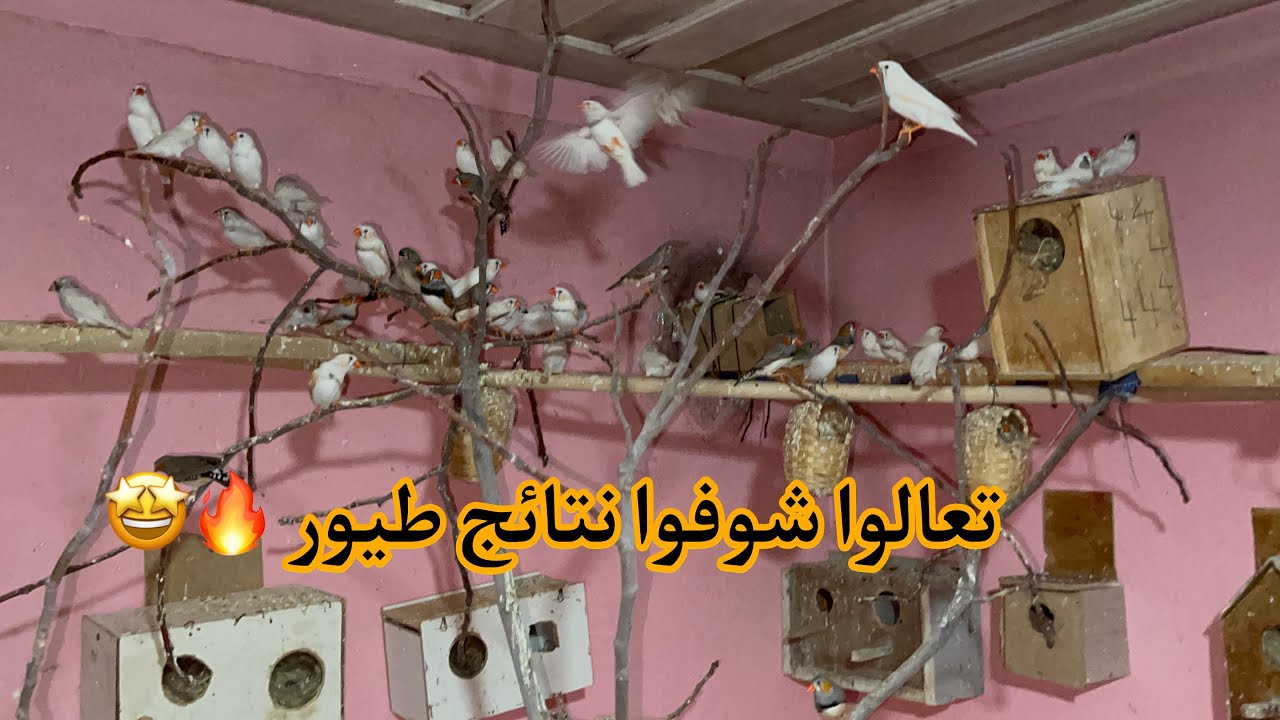 شوفوالي انتاج الكوكتيل و الزيبرا ما شاء الله خير من الله 🔥😉