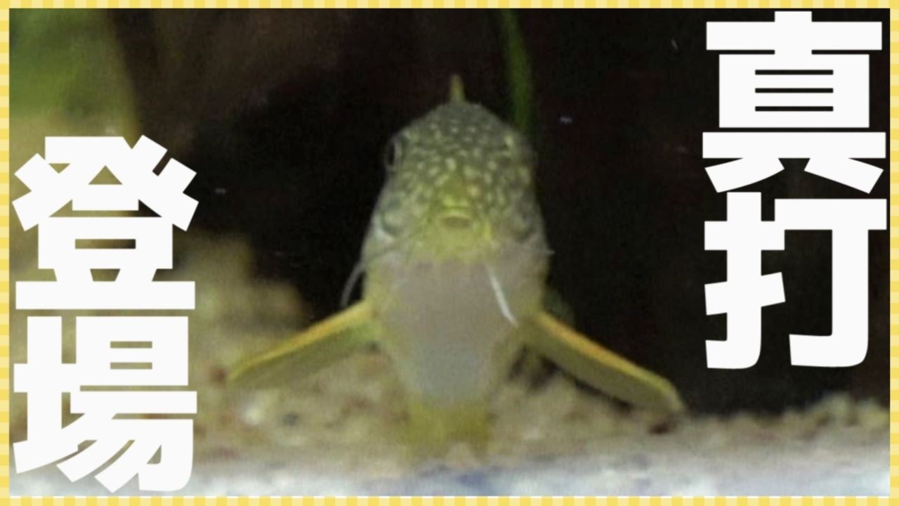 ～コリドラスがやってきたっ！～ コリドラス水槽立ち上げ #10