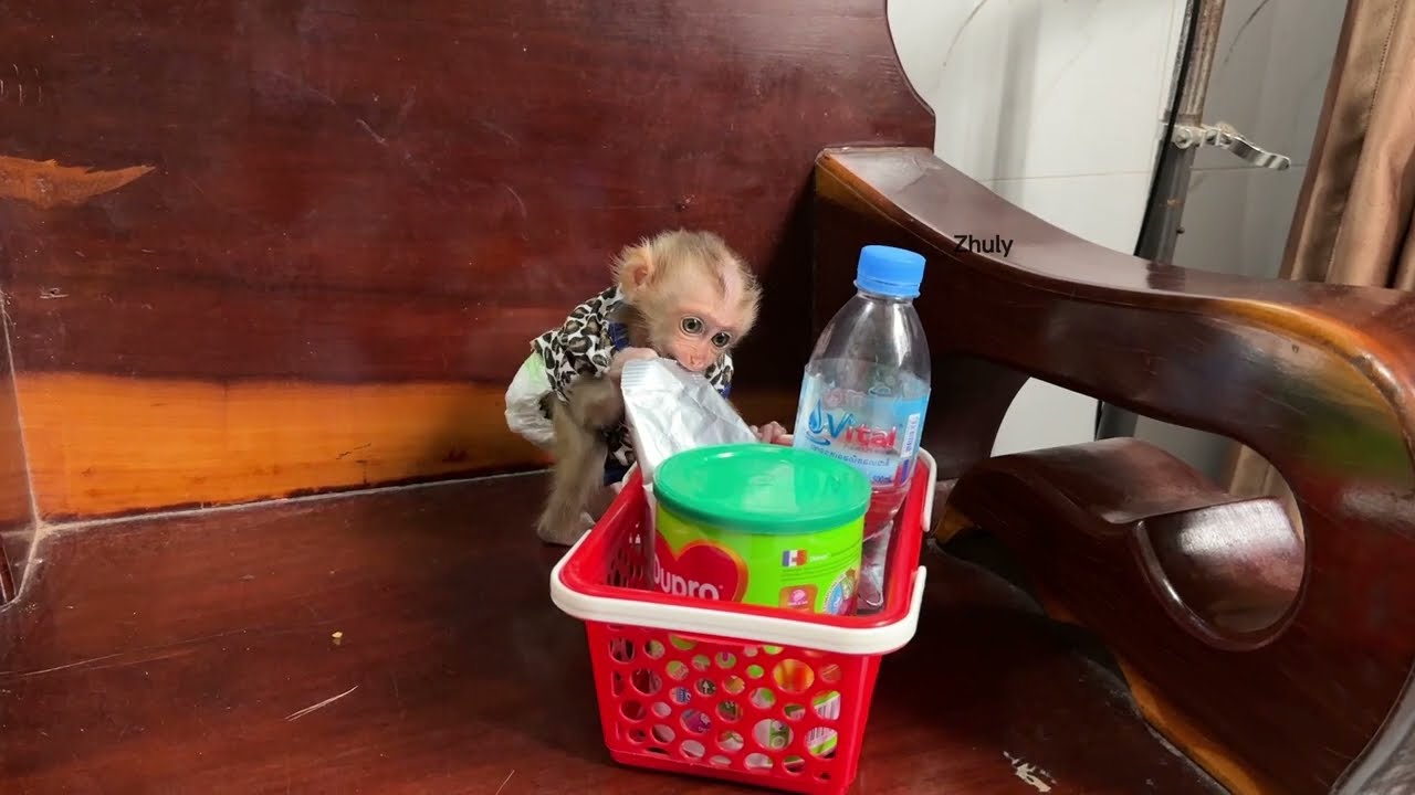 Smallest Zhuly want To Wat Parrots