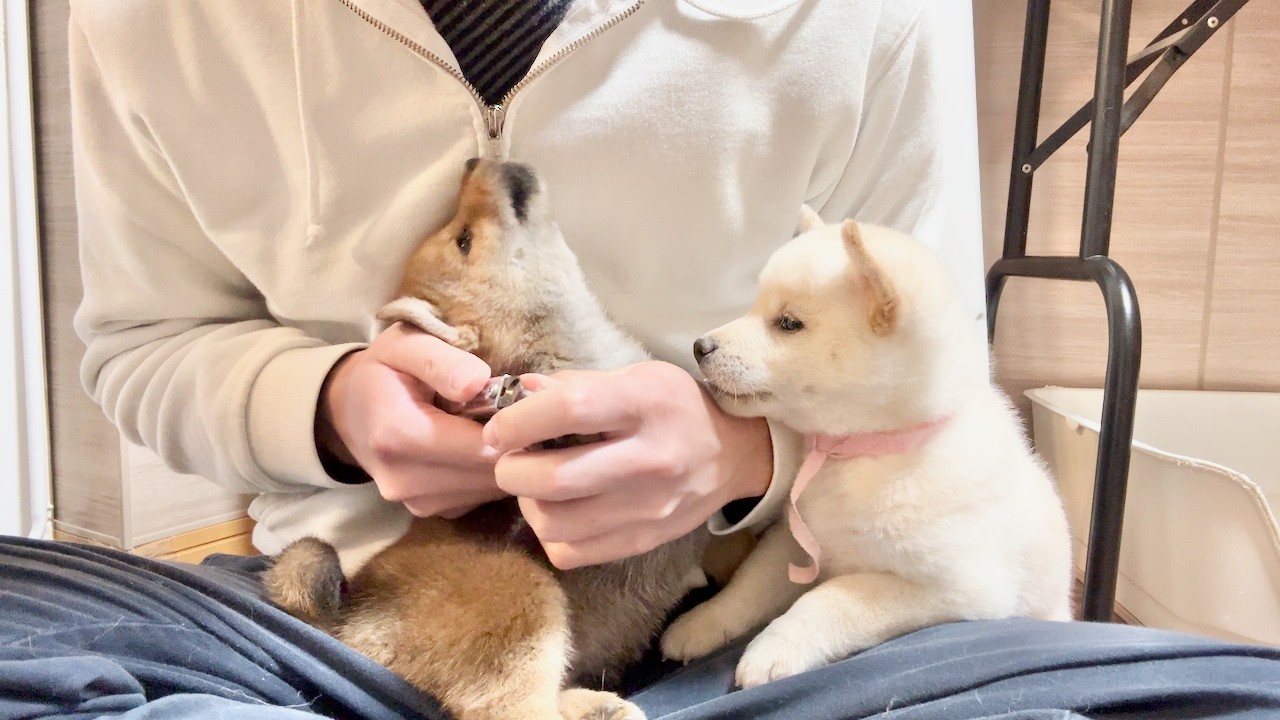 【柴犬 子犬】子犬が群がって茶々を入れてくる爪切りの様子はこちら