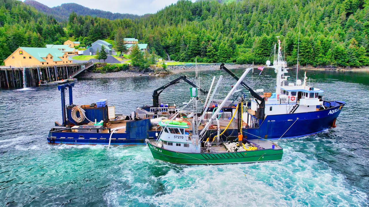 Seining Alaska, Cessna 185 Salmon Spotting for the Seine Fleet, Prince William Sound Hatchery