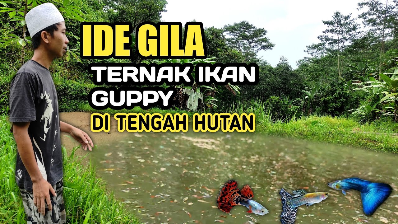 TERNAK IKAN GUPPY DI TENGAH HUTAN hasilnya bikin takjub