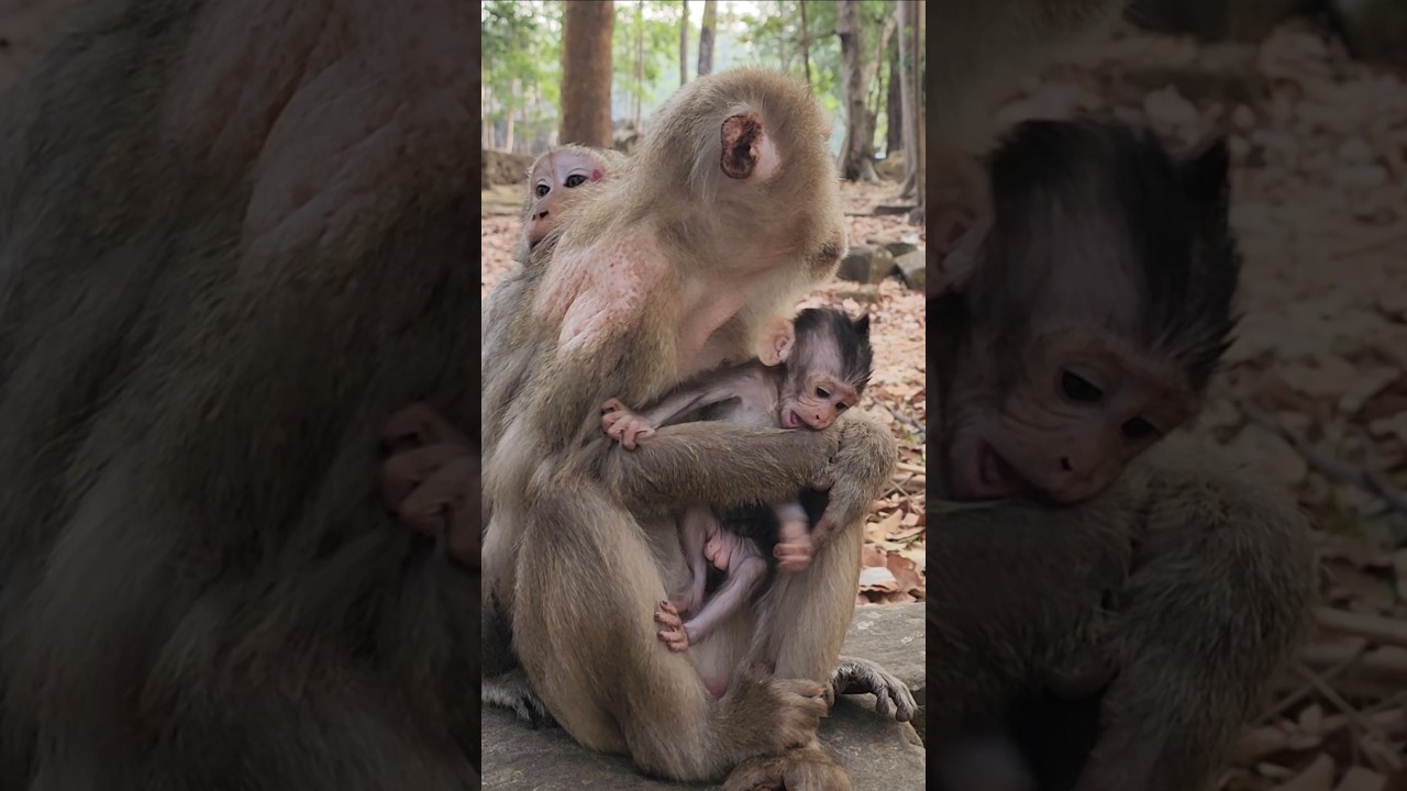 Heartwarming Beautiful lovely monkey Grandma holding comforting Bessie ❤️ 