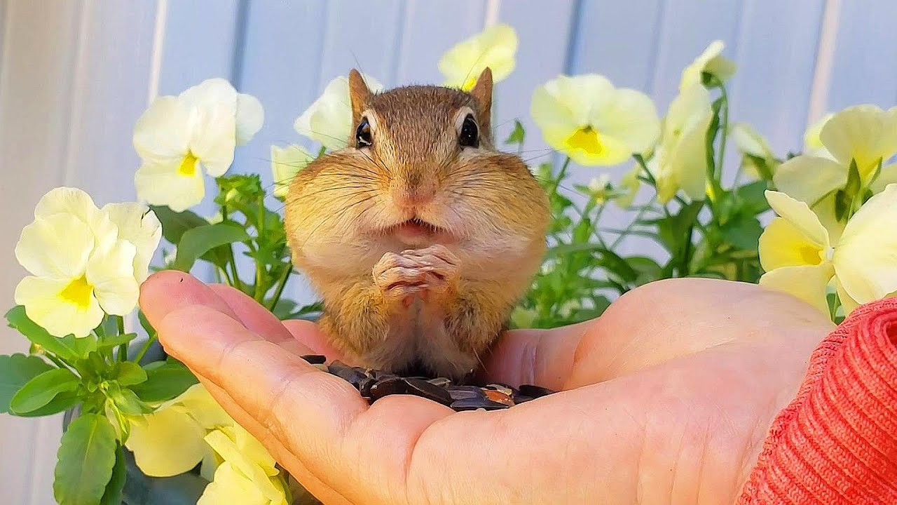 꽃이 이쁜건지 다람쥐가 이쁜건지 Are Chipmunks Prettier Than The Flowers?