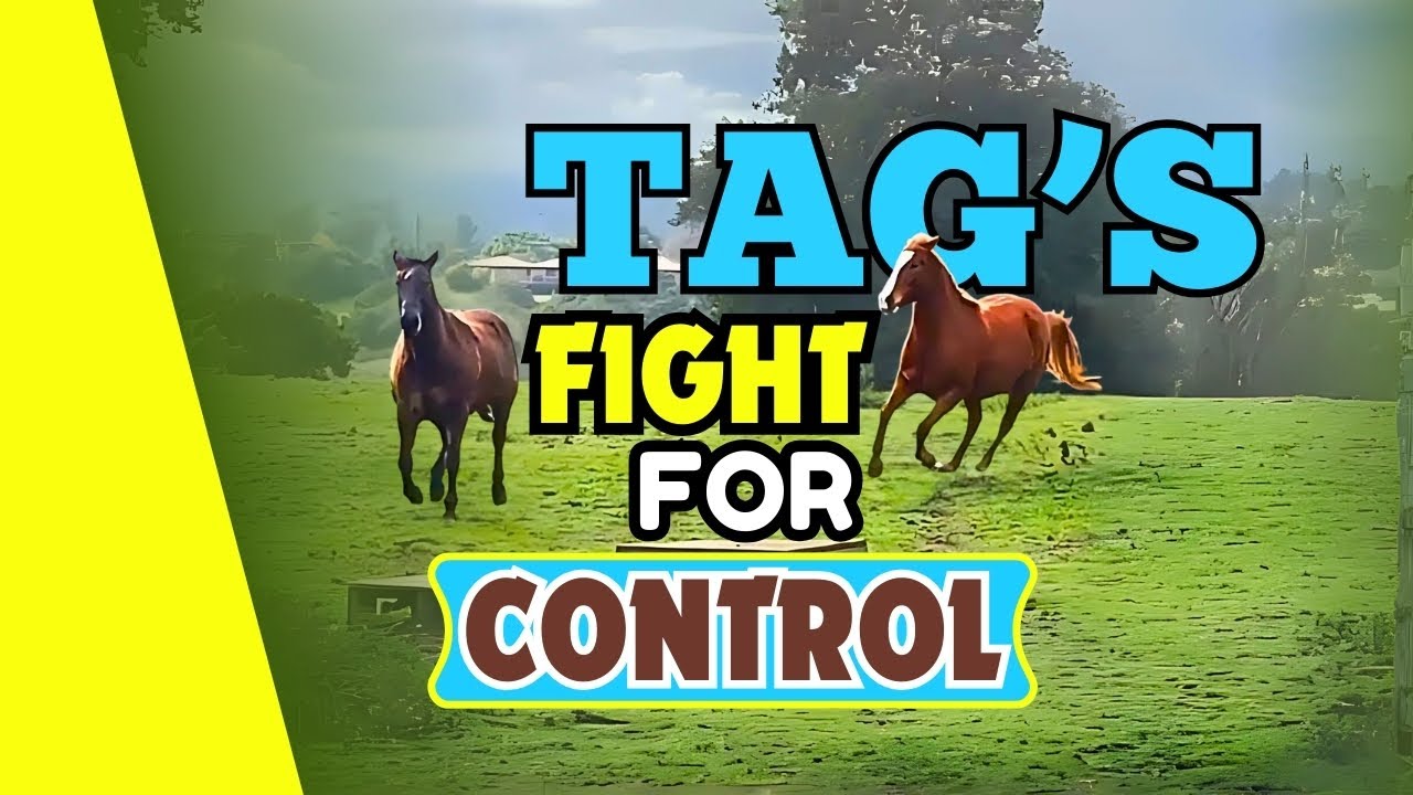 Tag&rsquo;s Aggression: When Instincts Collide with Harmony in the Herd #horse #horsebehavior