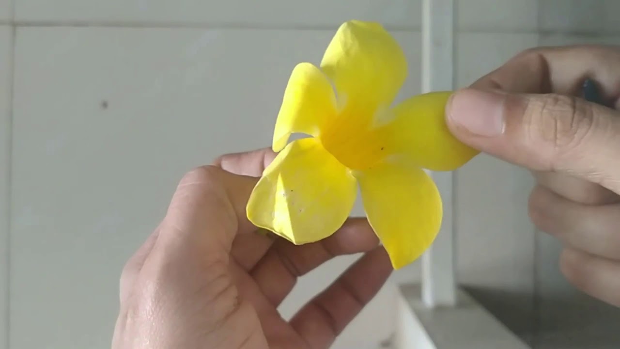 ALLAMANDA CATHARTICA: FAMILY APOCYNACEAE(FOR PRACTICAL)