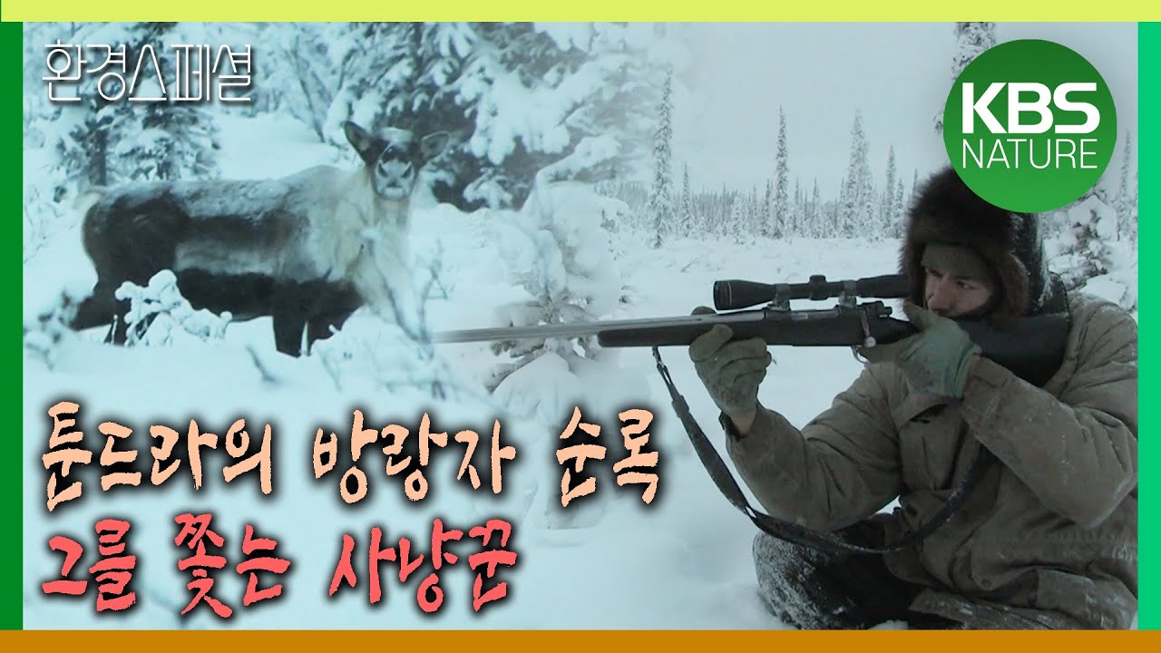 툰드라의 방랑자 순록, 그를 쫓는 사냥꾼 [환경스페셜-동물 대이동 위대한 여정 제3편 툰드라의 순례자 순록] / KBS 20080123 방송