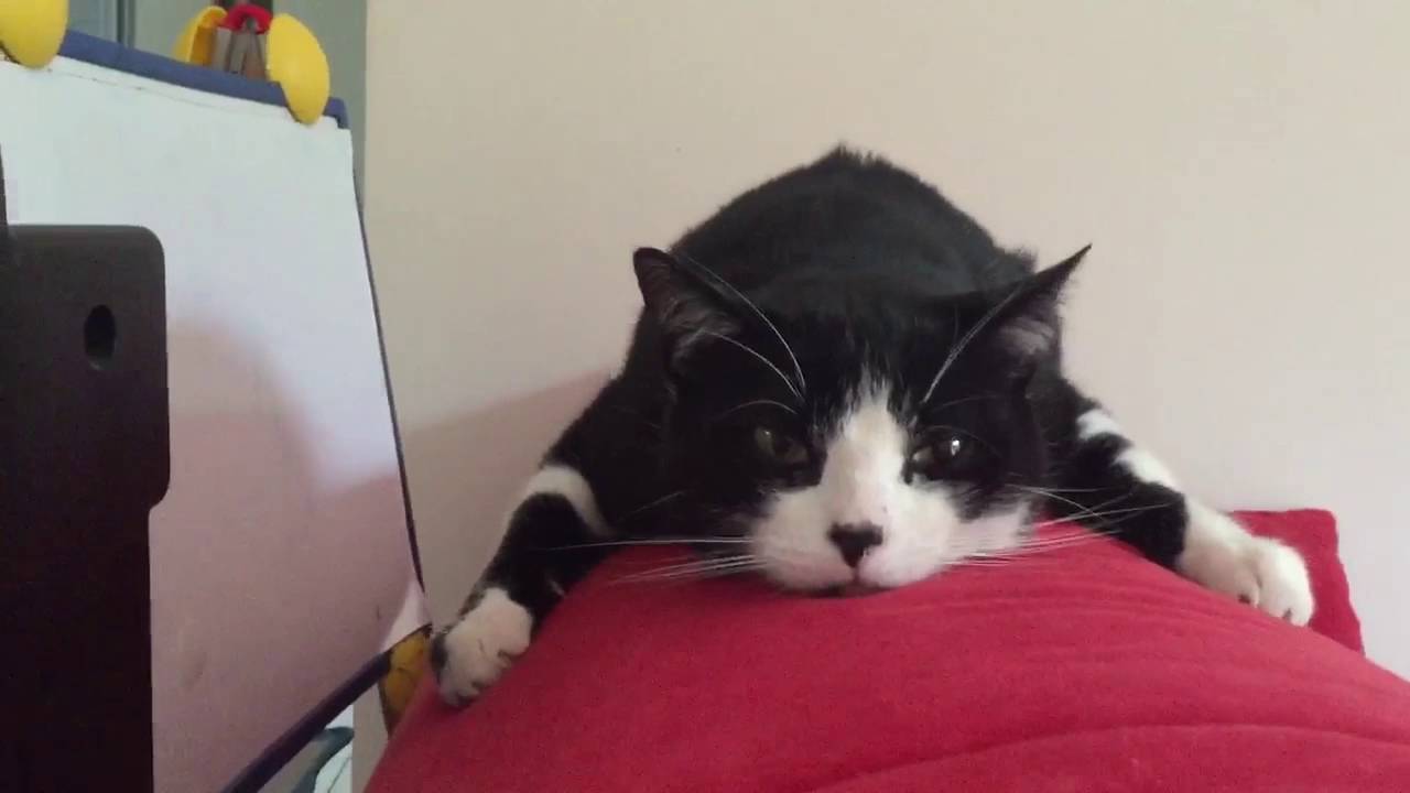 Le chat qui roucoule