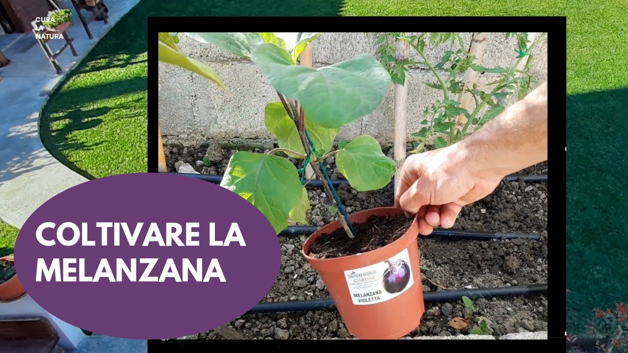MELANZANE, Come coltivare la melanzana dal trapianto. PRIMA PARTE