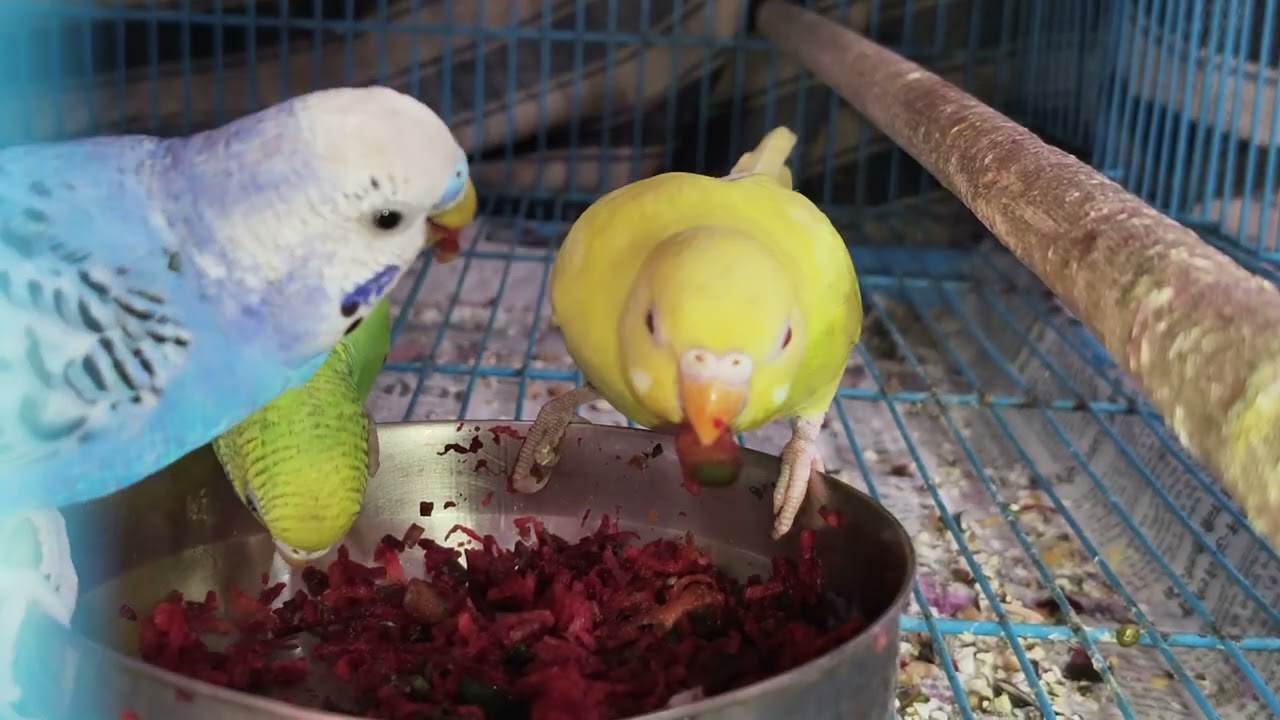Soft food enjoy my Bird's #birds #viralvideo #budgies ..