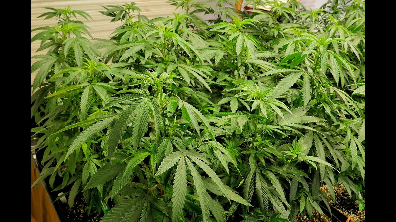 Cannabis at a Crossroads: A New Era in Humboldt I KQED Newsroom