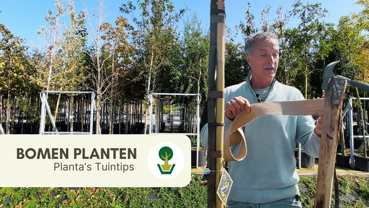 Planta's Plantinstructie voor bomen | Hoe plant ik een boom?