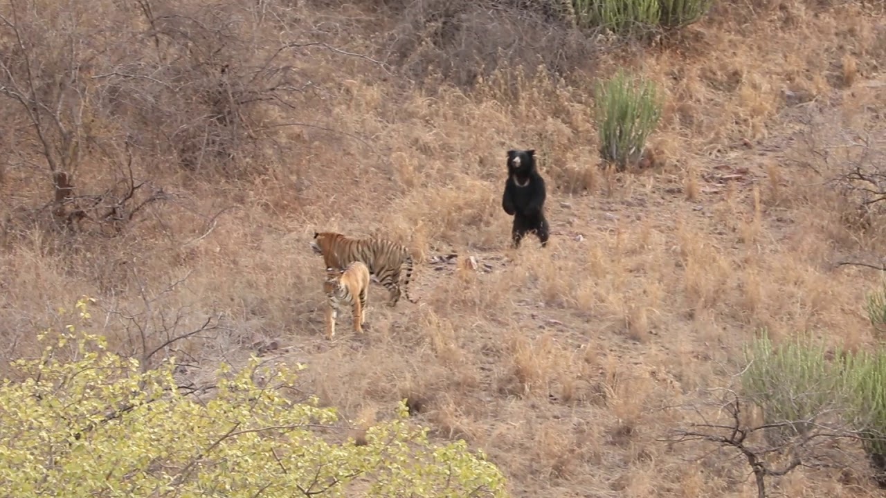 Sloth bear VS Tiger at the Ranthambor national park.