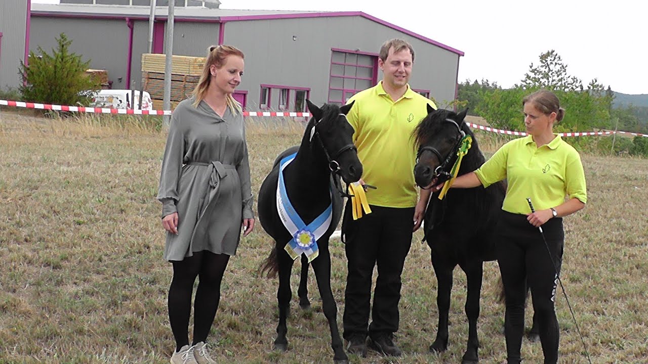 Hengstparade der Deutschen Classic Ponys und Kutschenkorso