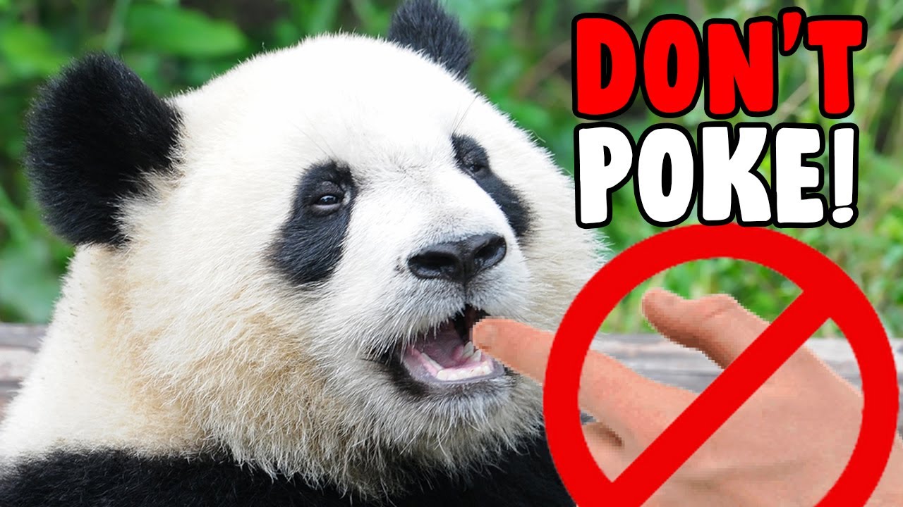 DON'T POKE the PANDA